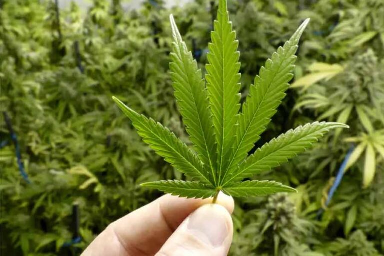 1685007193_ganja