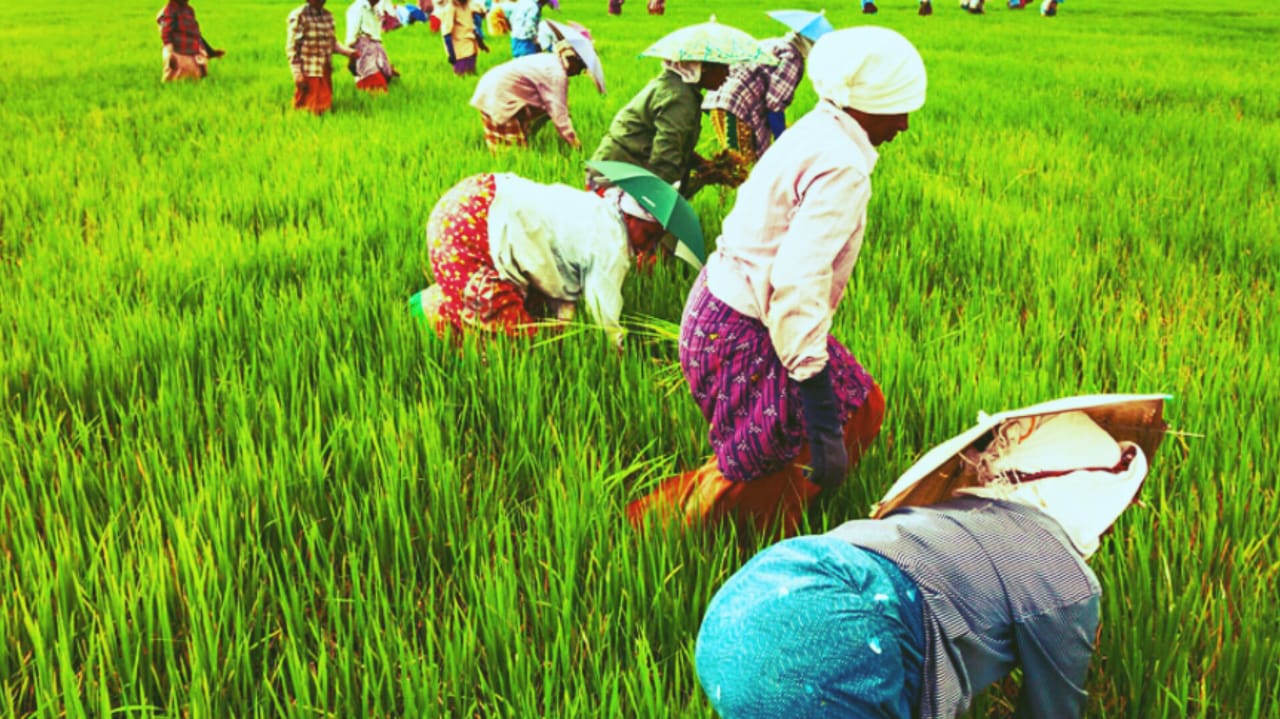 ত্রিপুরার কৃষিতে বড় পরিবর্তনের সম্ভাবনা