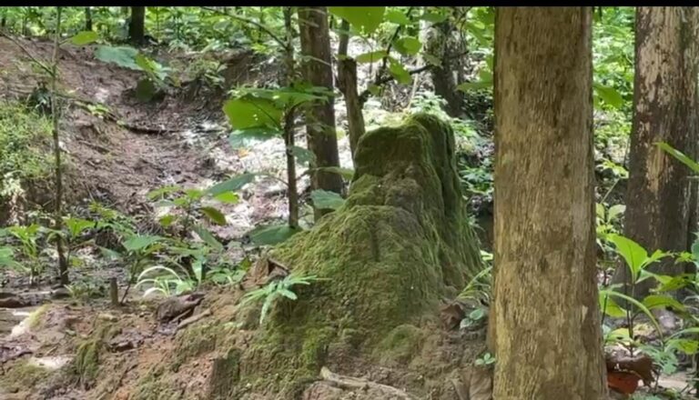 ত্রিপুরার বড়লুঙ্গার রক্তাক্ত রাত
