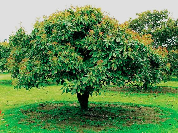 ত্রিপুরায় প্রথমবার মেংগোস্টিন ও অ্যাভোকাডো চাষে কৃষি বিপ্লব